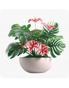 Plantes d’intérieur